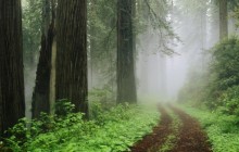 Redwood National Park in Fog - California