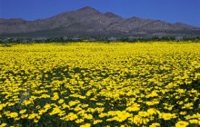 Field of Golden Gilia - Saddleback Butte State Park - California
