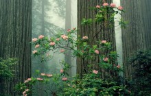 Rhododendrons in Bloom - Redwood National Park - California