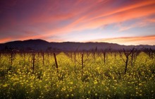 Sunset and Wild Mustard - Napa Valley Vineyards - California