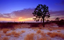 Joshua Tree Sunset, Mojave Desert - California