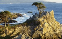 Lone Cypress - Pebble Beach - California