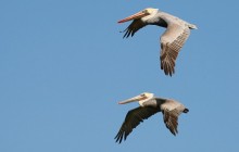 Brown Pelicans in Flight - Carmel - California