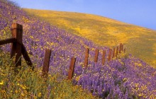 Barbed Wire and Wildflowers - Gorman - California