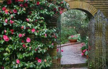 Woodland Garden Archway - Filoli Estate - Near Woodside - California