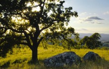 Lone Oak and Rolling Hills - Mount Diablo State Park - California