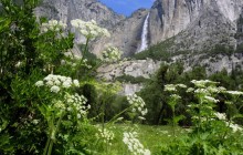 Cow Parsnip and Upper Yosemite Falls - California
