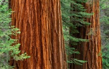 Giant Sequoia Trees - Mariposa Grove - Yosemite Park - California