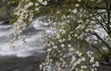 Pacific Dogwoods Over the Merced River - Yosemite Park - California