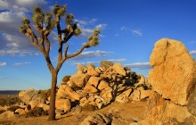 Joshua Tree, Mojave Desert, Littlerock - California