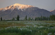 Wild Iris Meadow - Mount Tom - Eastern Sierra - California