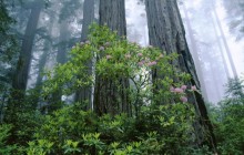 Coast Redwood Grove and Rhododendrons - California