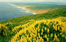 Wild Lupines - Point Reyes National Seashore - California