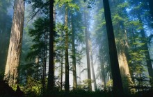 Coastal Redwoods - Northern California - California