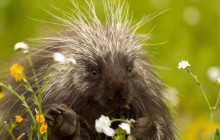 Porcupine and Wildflowers HD wallpaper - California