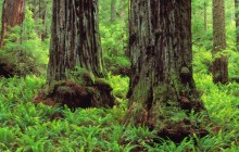 Redwood Trunks and Ferns - Prairie Creek Redwoods Park - California