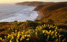 Yellow Lupine Above McClure's Beach - Point Reyes - California