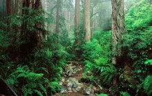 Webb Creek and Redwoods - Mount Tamalpais State Park - California