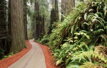 Redwood National Park HD wallpaper - California