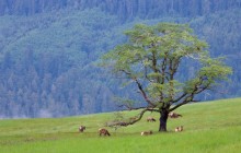 Grazing Elk - Bald Hills - Redwood National Park - California