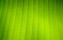 Light green wallpaper - Green