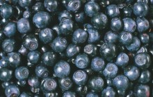 Bilberries HD - Food