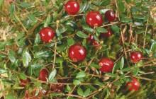 Cranberry HD - Food