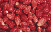 Woodland strawberry - Food