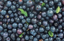 Bilberries - Food
