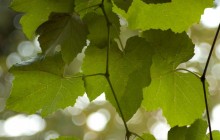 Grape leaves - Food