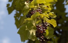 Grape vine - Food