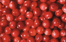 Cranberries HD wallpaper - Food