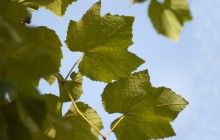 Grape leaves HD - Food