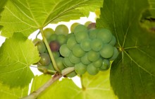 Green grapes - Food