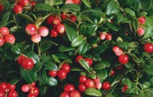 Cranberry shrub - Food