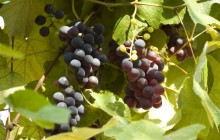 Grape vine HD - Food