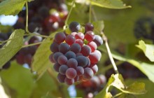 Grapes - Food