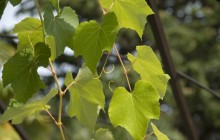 Grape leaves images - Food