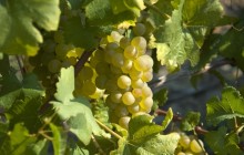 White grapes - Food
