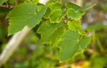 Grape leaves photo - Food