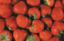 Garden strawberry - Food