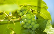 Green grapes images - Food