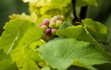 Green grapes HD - Food