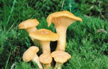 Chanterelles HD photo - Mushrooms
