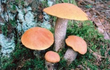 Red-capped scaber stalk - Mushrooms