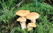Chanterelles mushrooms - Mushrooms