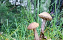 Mushrooms HD photo - Mushrooms