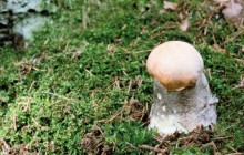 Small mushrooms - Mushrooms