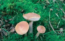 Rough-stemmed bolete - Mushrooms