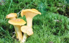 Chanterelles - Mushrooms